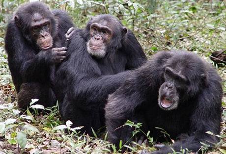 Tři šimpanzí samci si vzájemně pečují o srst. Mají snad mocenské tendence?