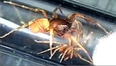 �estio�ka sadistická p�i pá�ení.