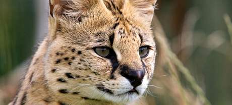 Jako mení gepard vypadá serval. Váí a dvacet kilogram. 
