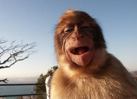 Nkteré opice se umí smát