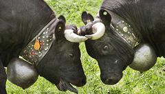 �výcarské krávy za vydatného povzbuzování místních obyvatel bojují o titul královny. 