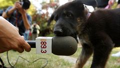 V�dci naklonovali psa, který pomáhal po útocích z 11. zá�í 2001. 