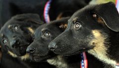 Prodigy, Valor, and Dejavu. V�echna �t��ata jsou klony n�meckého ov�áka Trakra, který pomáhal pátrat po ob�tech teroristického útoku z 11. zá�í 2001. 