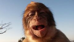 Nkteré opice se umí smát