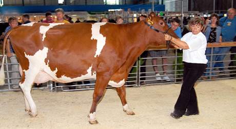 Návtvníci Národní výstavy hospodáských zvíat v Brn 28. ervna za nejhezí ze vech krav vybrali dojnici z 1. zemdlské a.s. Choruice na Mlnicku. Kráva pojmenovaná jako Karkulka získala titul Miss kráva R pro rok 2009.