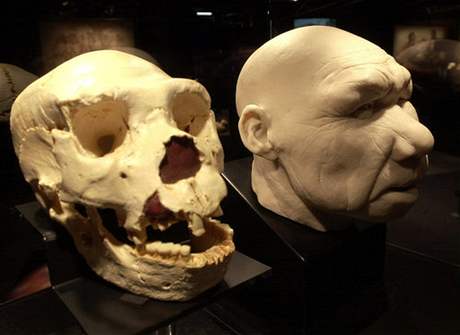 Homo antecessor - lebka a model hlavy.