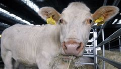 Kráva plemene Charolais vyhlíela 25. ervna v Brn návtvníky Národní výstavy hospodáských zvíat a zemdlské techniky