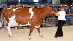 Návtvníci Národní výstavy hospodáských zvíat v Brn 28. ervna za nejhezí ze vech krav vybrali dojnici z 1. zemdlské a.s. Choruice na Mlnicku. Kráva pojmenovaná jako Karkulka získala titul Miss kráva R pro rok 2009.