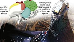 Jak holubi hledají sv�j d�m (rozklikn�te obrázek)