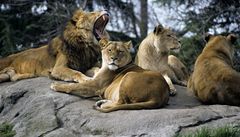 Lvi v zimbabwské rezervaci zabili turistu, když se sprchoval