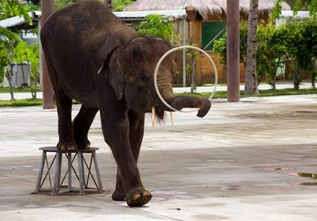Slon v cirkusu