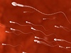Spermie. Ilustrační foto.
