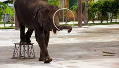 V souti jedlk mezi lidmi a slony triumfovali tlustokoci 