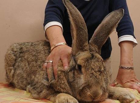 Majitelka obího králíka Bennyho íká, e sní kadý den 60 liber (piblin 27 kilo) zeleniny.