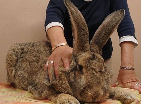 Majitelka obřího králíka Bennyho říká, že sní každý den 60 liber (přibližně 27 kilo) zeleniny.