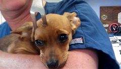 �t�n�ti se zabodla do mozku grilovací vidli�ka, pejsek ale p�e�il.