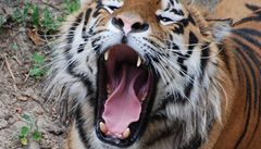 Fond na ohranu zvířat varuje: Tygrům hrozí vyhubení