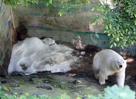 Lední medvdi v brnnské zoo získali netradiní dar: výrobník na led.