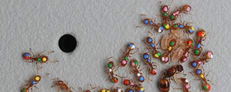 Mravení práce. V laboratoi Stephena Pratta dlají vdci z (pro lovka) anonymních mravenc osobnosti barvami. Vdcm to umouje sledovat pohyb jedinc a jejich roli v kolonii. 
