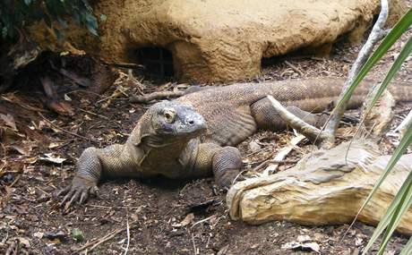 Nrodn park Komodo