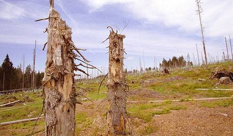 mrtvé stromy pokozené krovcem na umav