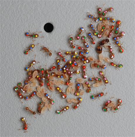 Mravenčí práce. V laboratoři Stephena Pratta dělají vědci z (pro člověka) anonymních mravenců osobnosti barvami. Vědcům to umožňuje sledovat pohyb jedinců a jejich roli v kolonii. 