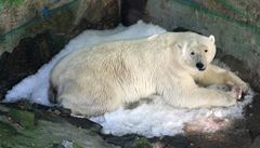Lední medvdi v brnnské zoo získali netradiní dar: výrobník na led.