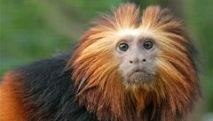 Zloději ukradli z plzeňské zoo opice za statisíce 