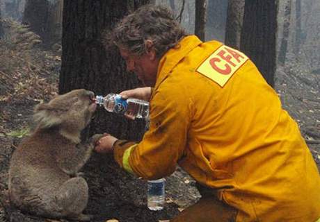 Koala Sam pije z plastové lahve, kterou jí dáva hasi Dave Tree