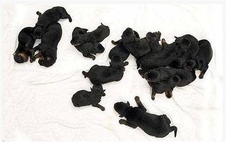 Fena rotvajlera Terrie porodila 18 štěňat, což je asi dvojnásobek toho, co toto plemeno průměrně porodí.