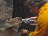 Koala Sam pije z plastové lahve, kterou jí dáva hasi Dave Tree