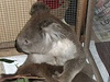 Koala Sam s ovázanými packami