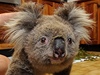 Koala Sam s ovázanými packami