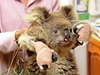 Koala Sam s peovatelkou