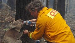 Koala Sam pije z plastové lahve, kterou jí dáva hasi Dave Tree