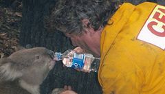 Koala Sam pije z plastové lahve, kterou jí dáva hasič Dave Tree | na serveru Lidovky.cz | aktuální zprávy