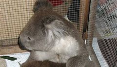Koala Sam s ovázanými packami