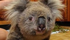 Koala Sam s ovázanými packami