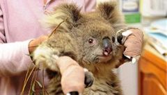 Koala Sam s pe�ovatelkou