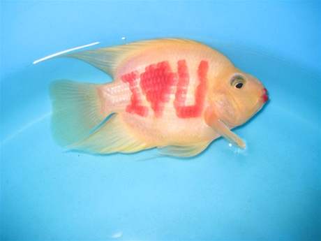 Tetovaná ryba - ilustraní foto