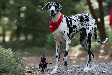 Největší pes na světě, doga Gibson