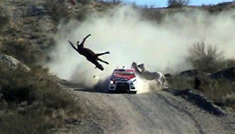 Bhem argentinské rallye auto vymrtilo do vzduchu divokého kon.
