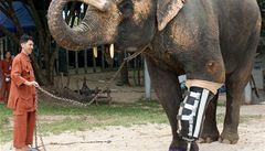 Thajská slonice přišla kvůli mině o nohu.  Díky dárcům dostala protézu