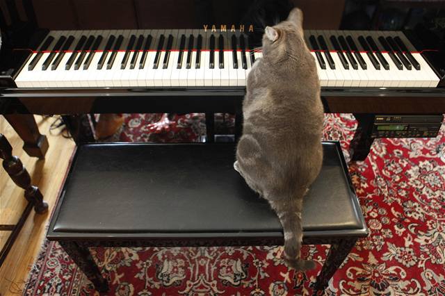 Kočka, která hraje na klavír, žije jako hollywoodská hvězda | Zajímavosti |  Lidovky.cz