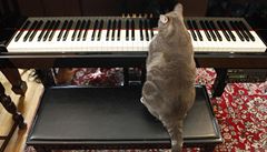 Kočka, která hraje na klavír, žije jako hollywoodská hvězda 