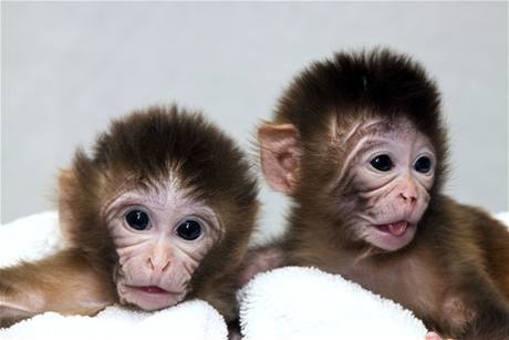 Děti dvou matek. Makakové Mito (vlevo) a Tracker se vyvinuli z vajíček s transplantovanou DNA.