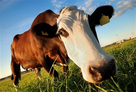 Místo dojnic budou farmái dojit stát 