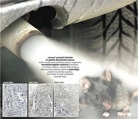 Invaze pevných ásteek ze zplodin dieselového motoru v tle myi rychle vyvolá pozorovatelnou odezvu.