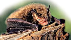Veterináři varují: Pozor na netopýry, přenášejí vzteklinu