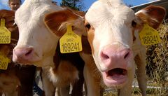 Na brnnském výstaviti 5. záí vrcholily dvoudenní Jihomoravské doínky. Návtvníci si mohli zblízka prohlédnout také hospodáská zvíata - skot, prasata, ovce a dalí